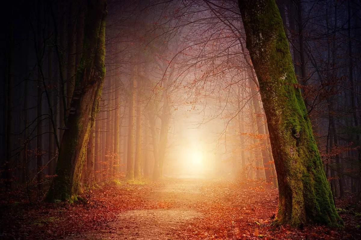 Autumn Photography: Choosing the Right Lens for UK Woodlands