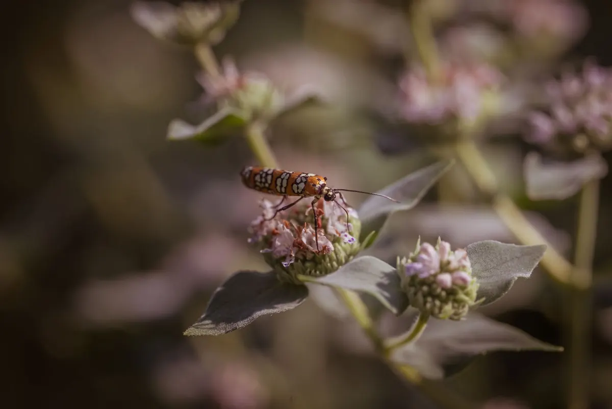 How to Use a Macro Lens for Close-Up Nature Photography